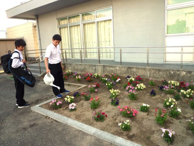 花壇の花